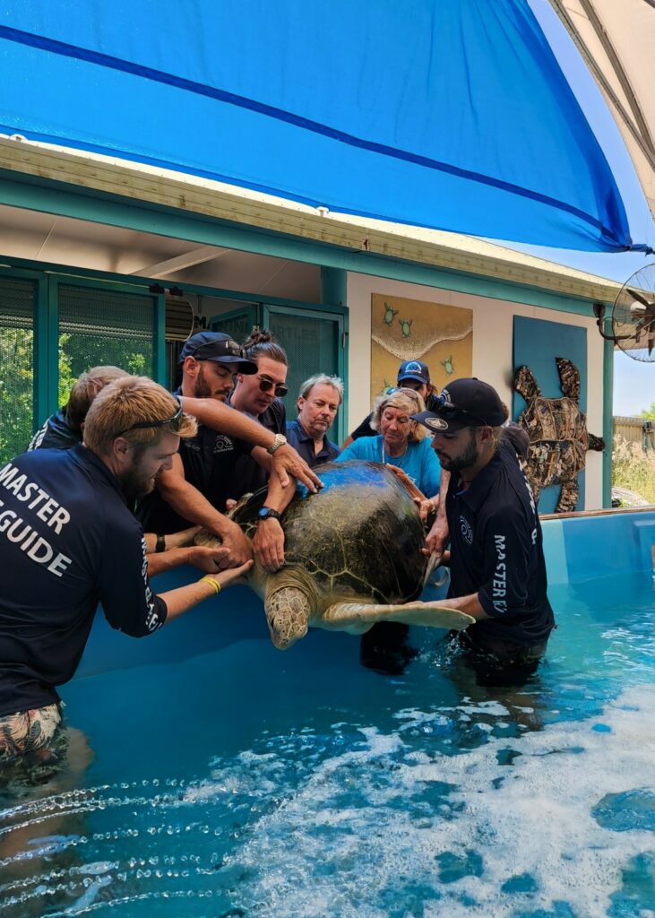 turtle rescue